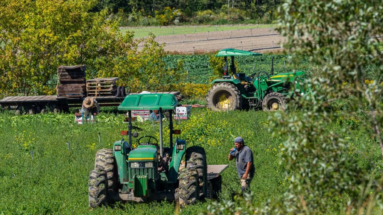 Olympus OM1 Exploring The Holland Marsh Ontario's Vegetable Patch,  field workers tending the crops.