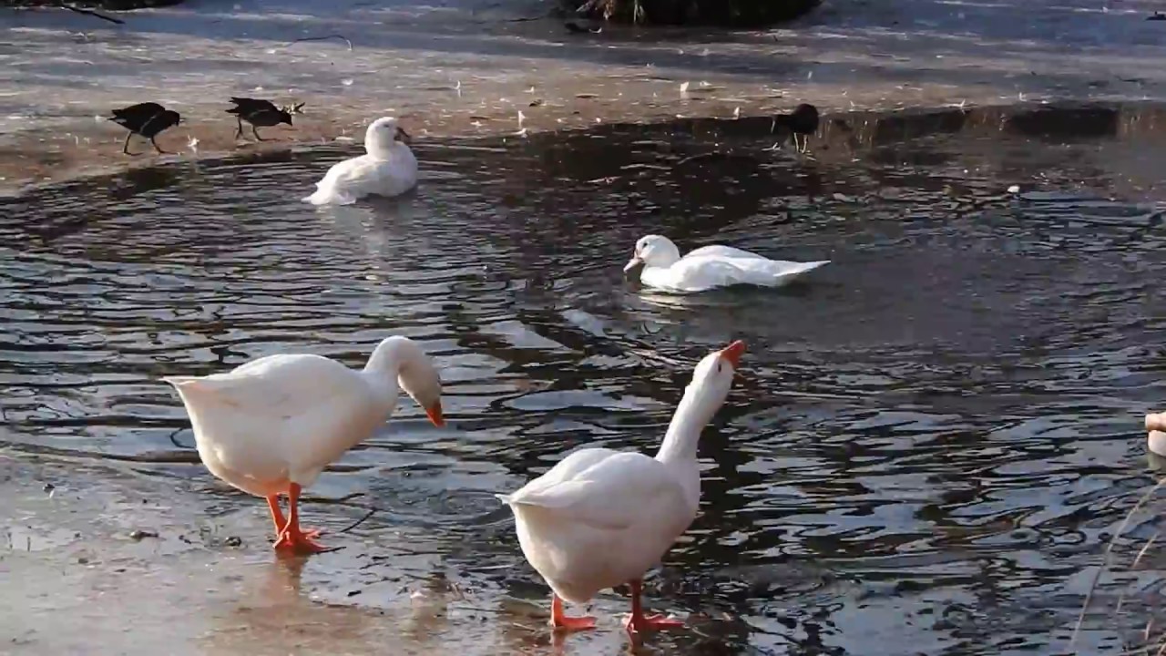ACQUA...ACQUA....