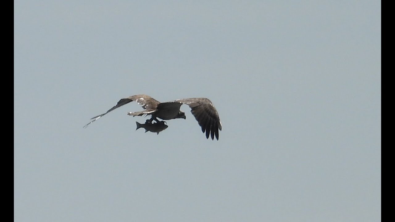 Osprey & Eagles Poole Harbour, Aug 2023