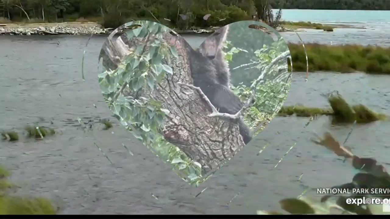 Kid's of Katmai Part II Throwback Edition. Footage courtesy of Explore.org