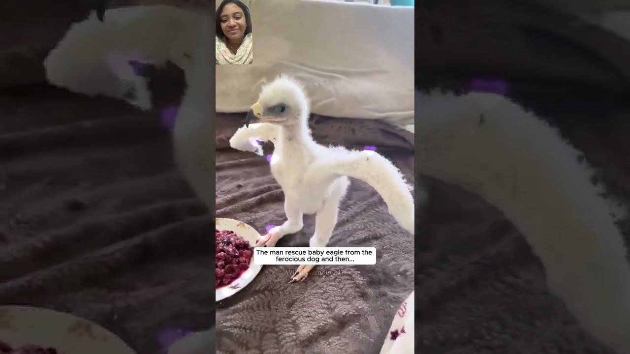 Heroic Man Rescues Baby Eagle from Aggressive Dog #Rescue #BabyEagle #animalshorts