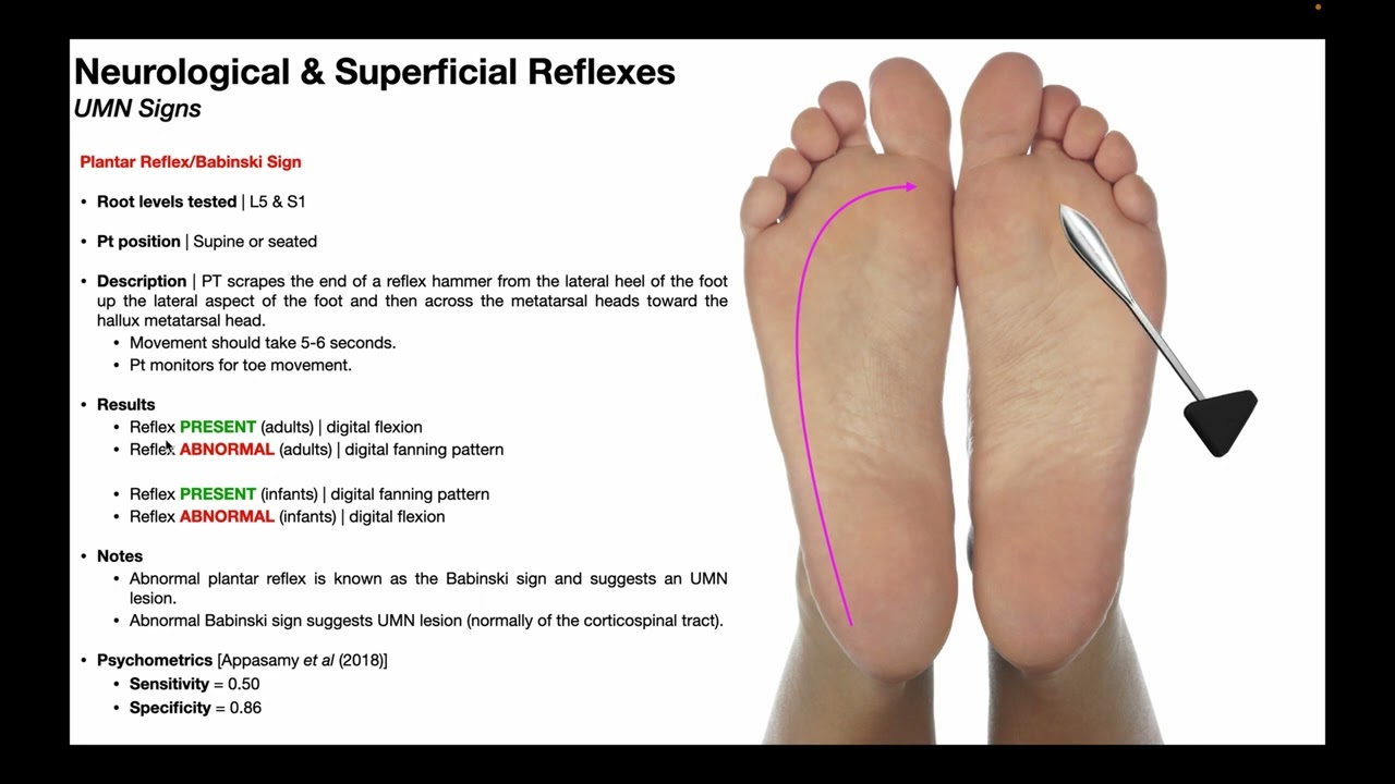 Plantar Reflex & the Babinski Sign EXPLAINED