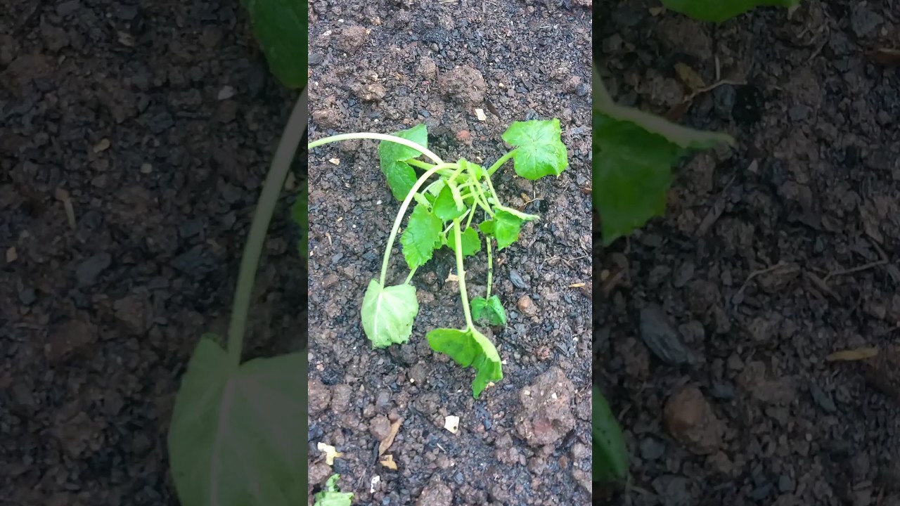 how to prepare soil before planting vegetable