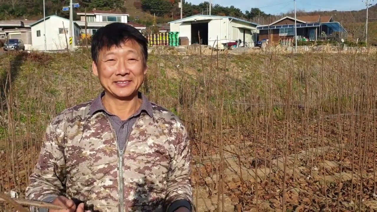 단감 신품종 황금알농법