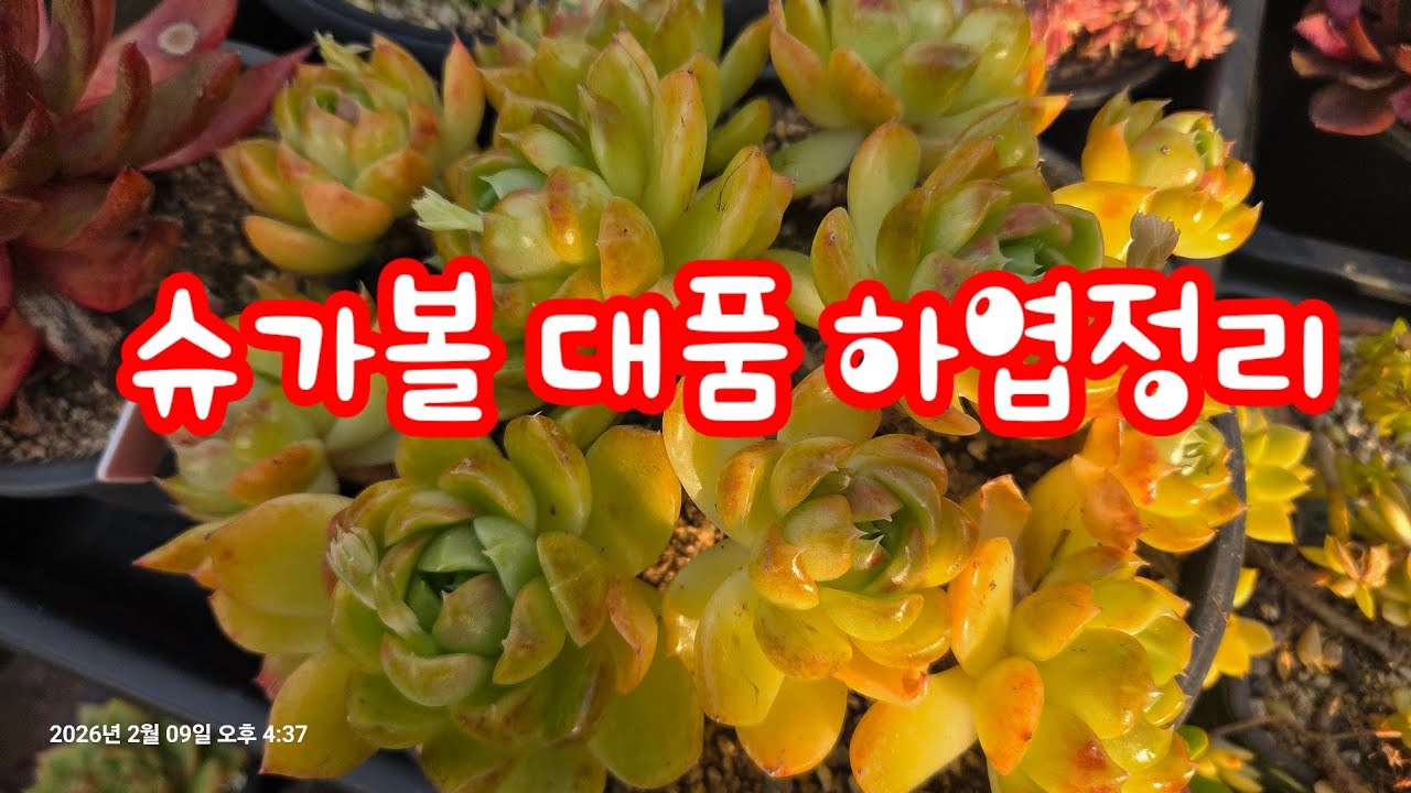 슈가볼 대품 하엽정리해요 ~ 목대 나와서 너무 예뻐요 ~ 💕
