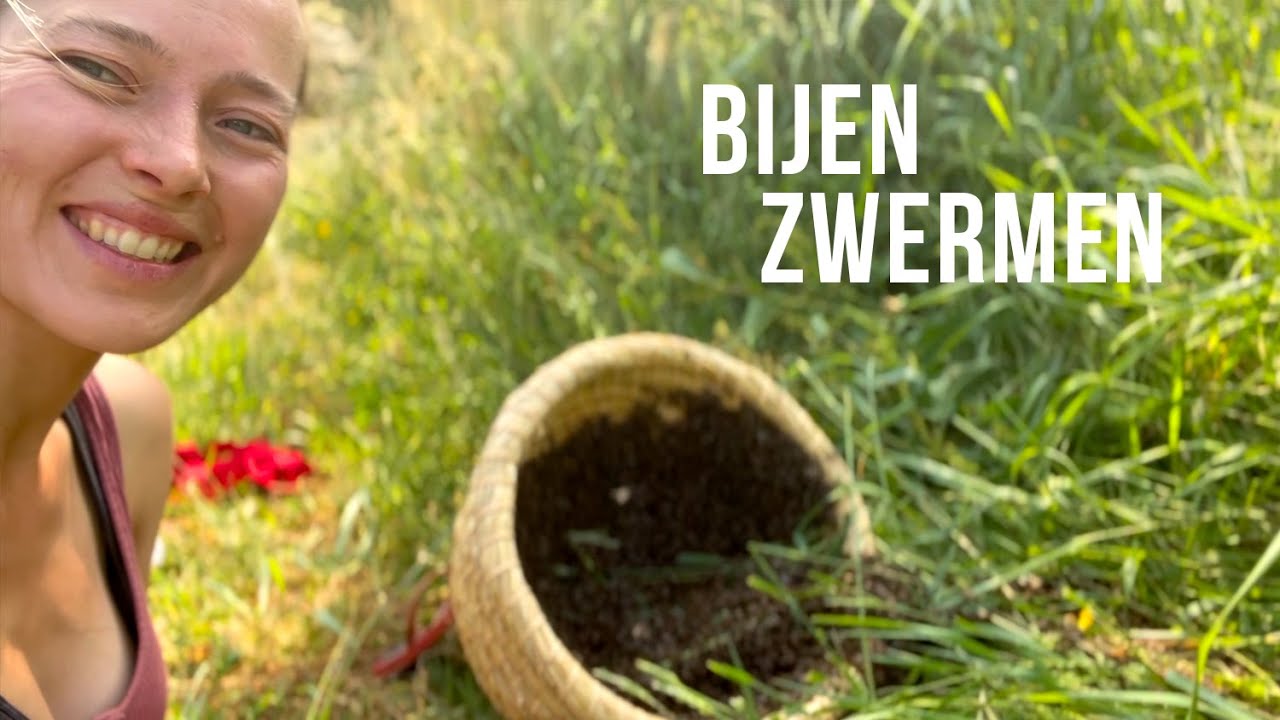 Bijen zwermen in ons voedselbos! Beleef mee hoe we 4 (!) betoverende bijenzwermen scheppen.