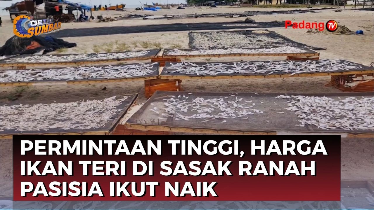 Harga Ikan Teri di Pasaman Barat Naik, Tembus Rp70 Ribu Saat Ramadan