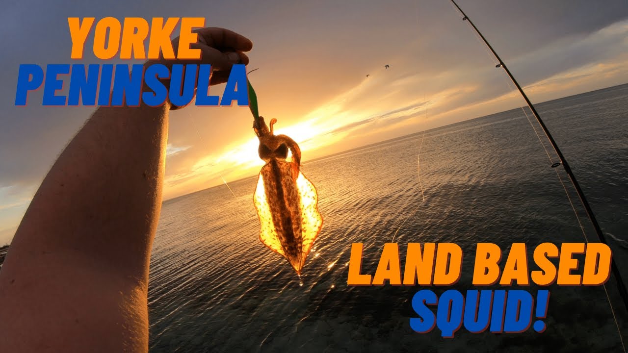 Port Victoria Land Based Squid | CATCH & COOK | Fishing South Australia