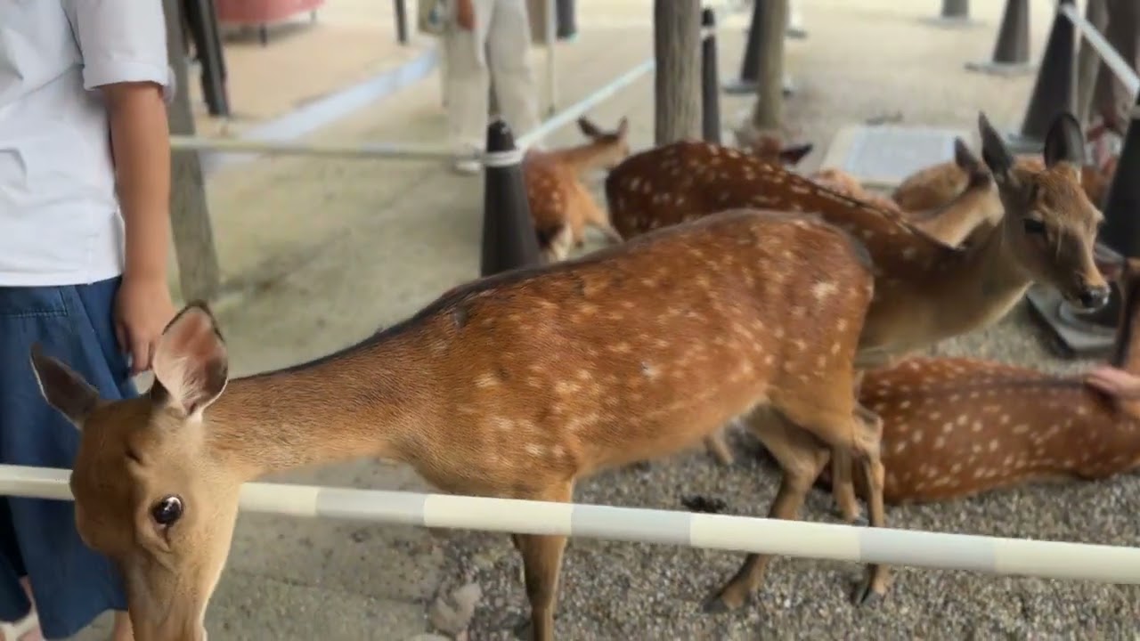 日本 奈良 興福寺 法相宗大本山 世界文化遺產 釋迦牟尼如來 藥王菩薩 藥上菩薩2024年8月12號