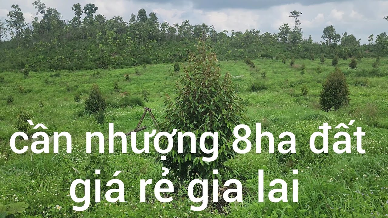 Cần nhượng lô đất 8ha giá rẻ đầy tiềm năng tại gia lai