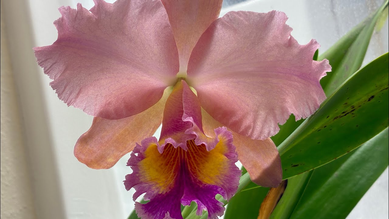 Cattleya George King ‘Serendipity’