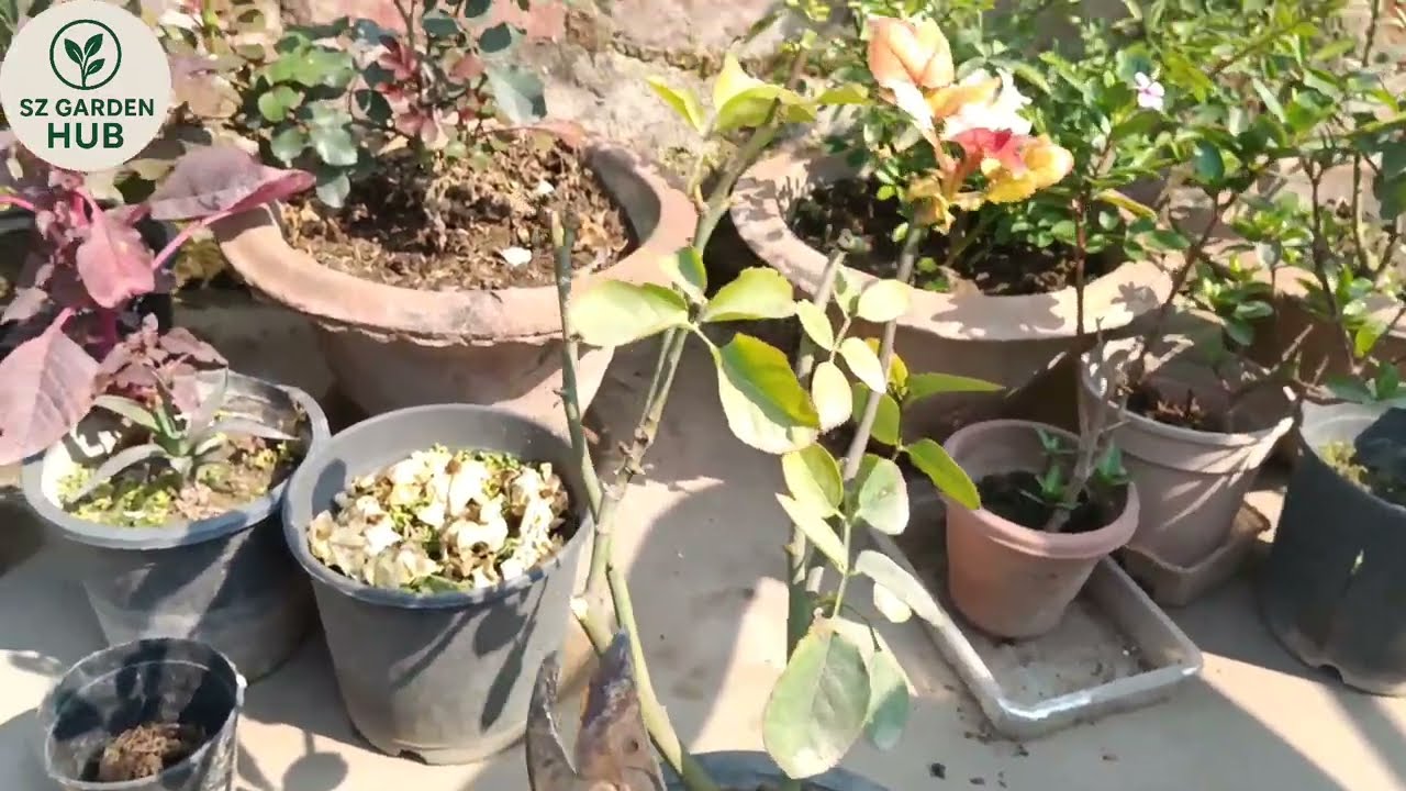 Dye Back Rose Problem Solve | Marte Hue Gulab Ke Paude Ko Kaise Bachaen |
