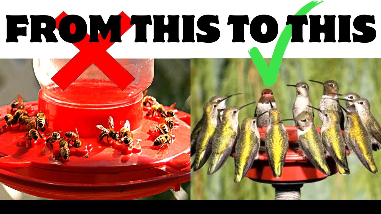How to REDUCE & ELIMINATE Yellow Jackets/WASPS on your Hummingbird Feeders.