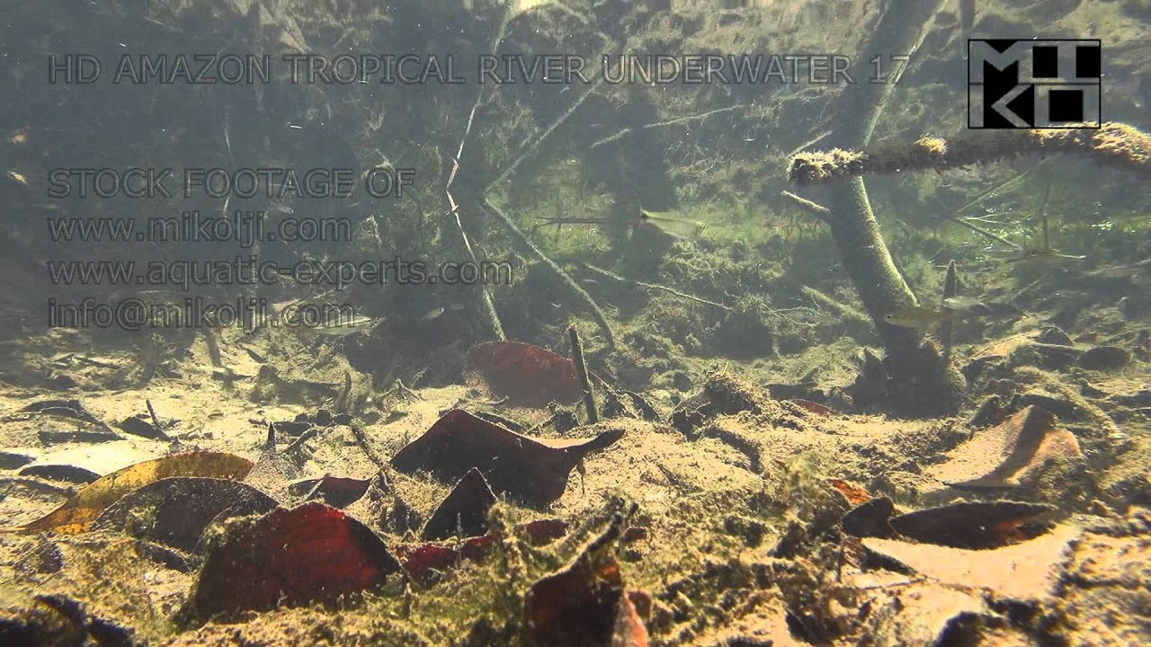 Amazon Tropical River Underwater Stock Video Footage 17