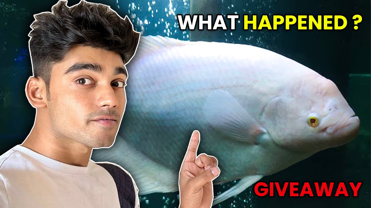 GIANT GOURAMI GIVEAWAY 🐟🔥 | Monster Fish Needs a New Home