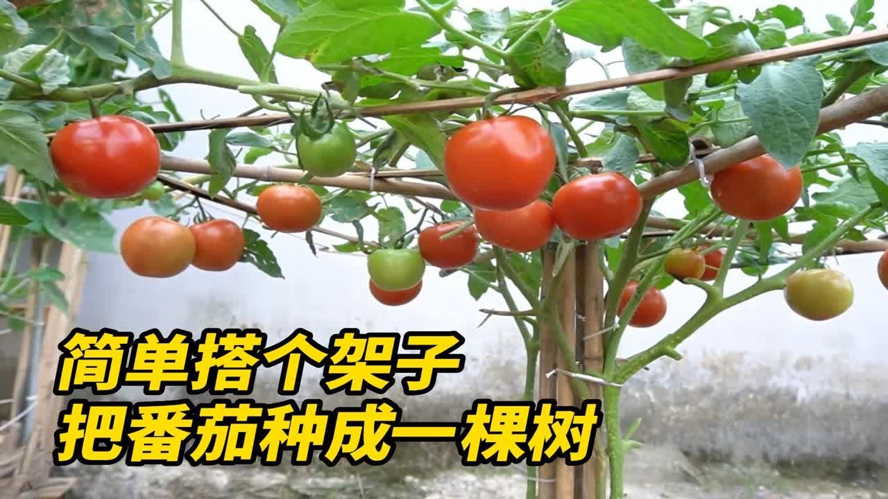 简单搭个架子把番茄种成一棵树，这样的方法还适用于各种瓜果种植