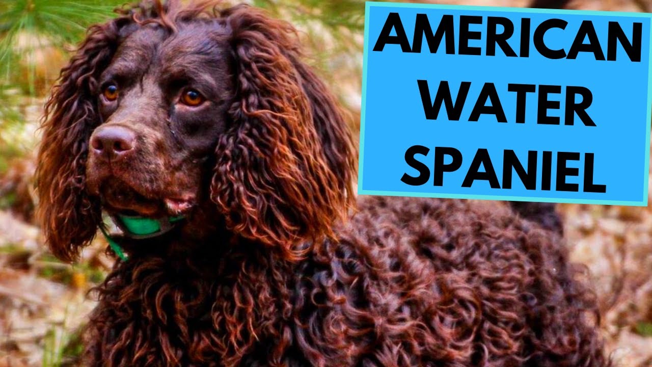 American Water Spaniel - TOP 10 Interesting Facts