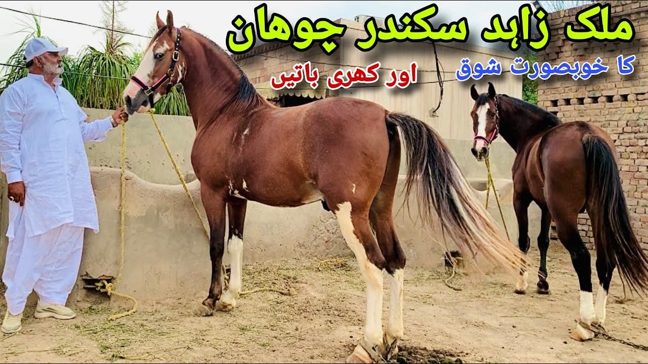 Malik Zahid Sikander Chohan Ka khubsurt Shok 🐎 | Pakistani Desi Breed Horses 🐎