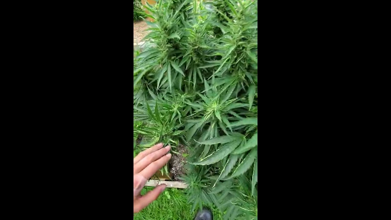 July 29, 2020 Gbaygenetics outdoor cannabis garden