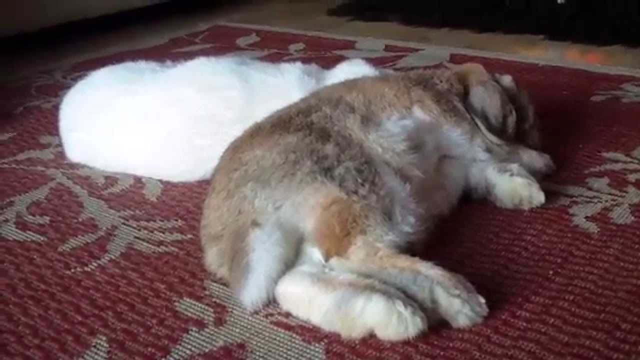 Bunny Flops