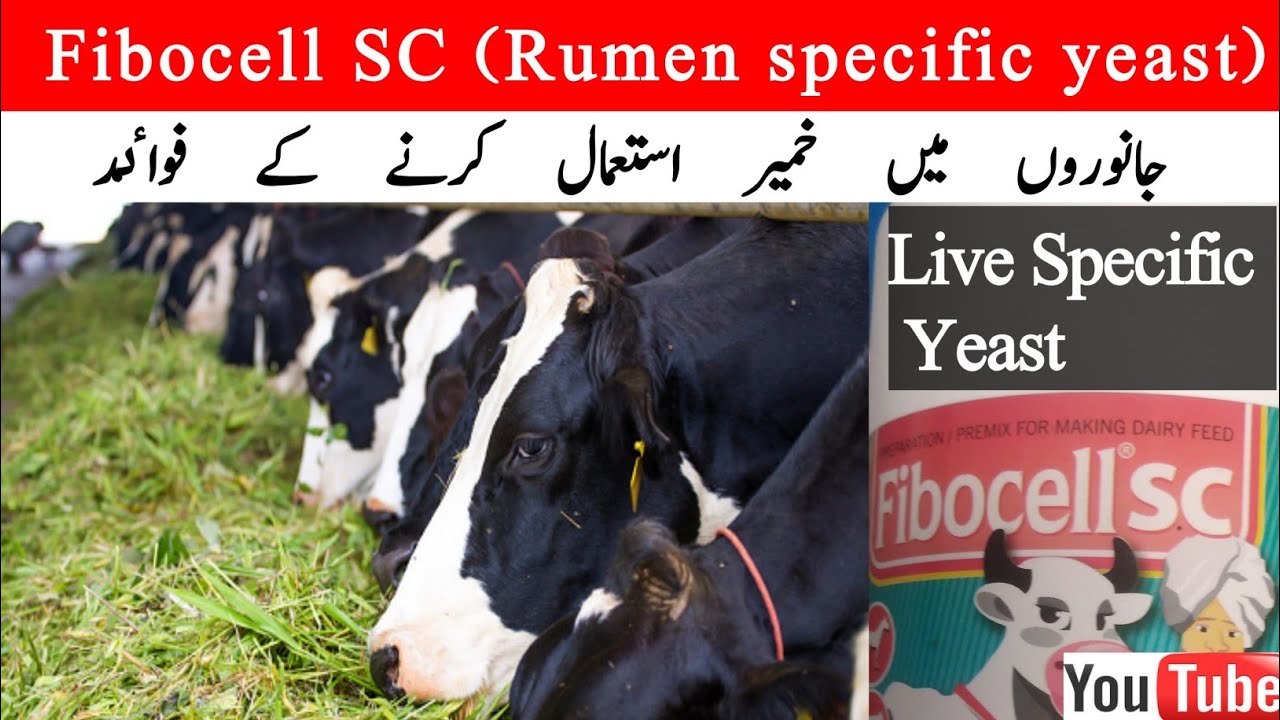 Use of Yeast in Animals//Benefits of Yeast//Live Yeast//Use of Probiotics //Dr Amir Javeed
