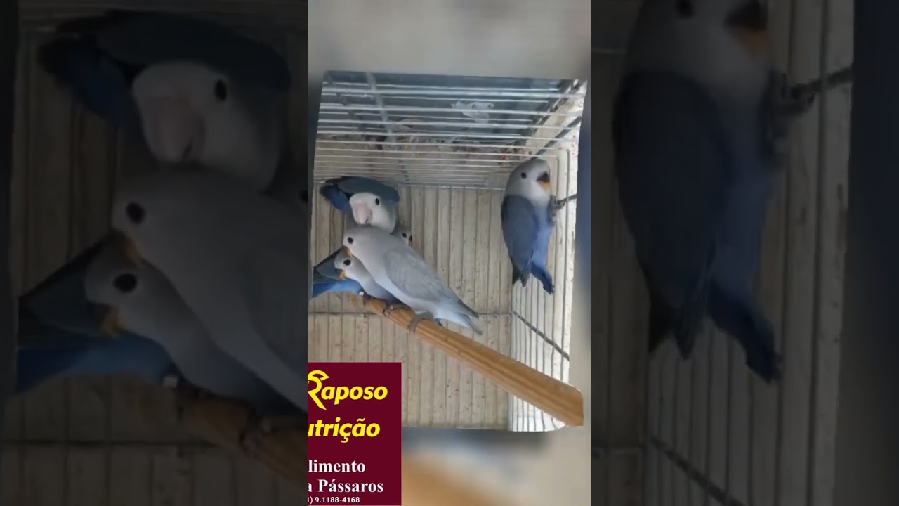 agapornis roseicollis linha azul