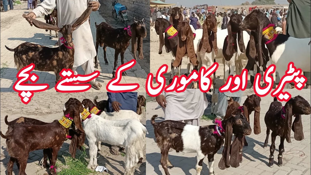 Bakra Mandi Hala New