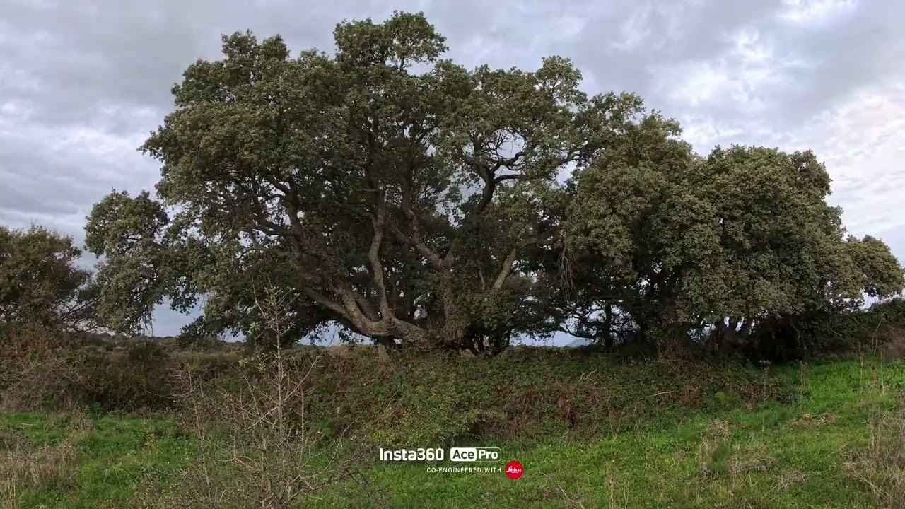 Caccia al cinghiale col cane da ferma, santo Stefano 26/12/25