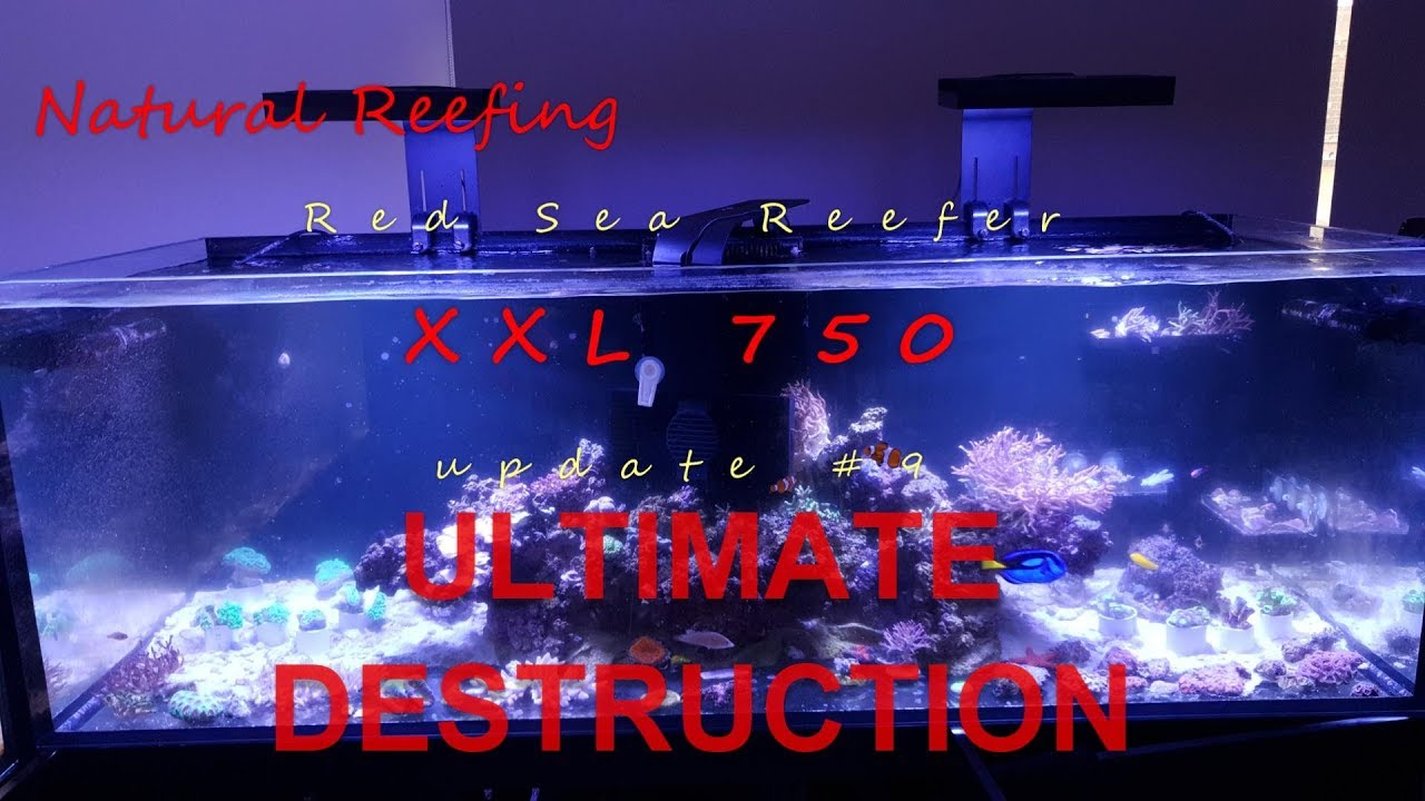 Red Sea Reefer XXL 750 Update #9 ULTIMATE DESTRUCTION