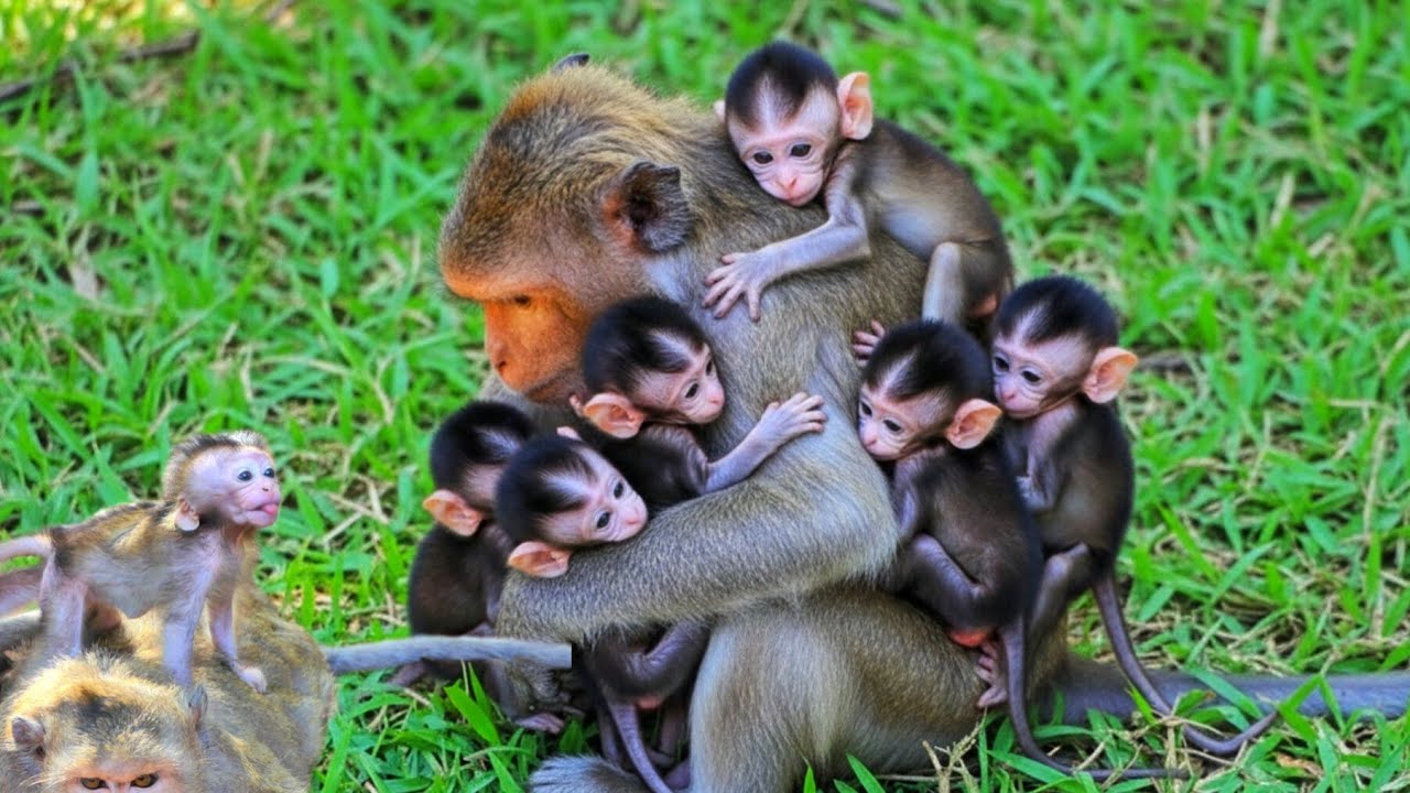 F168-49- How is cute baby looking far