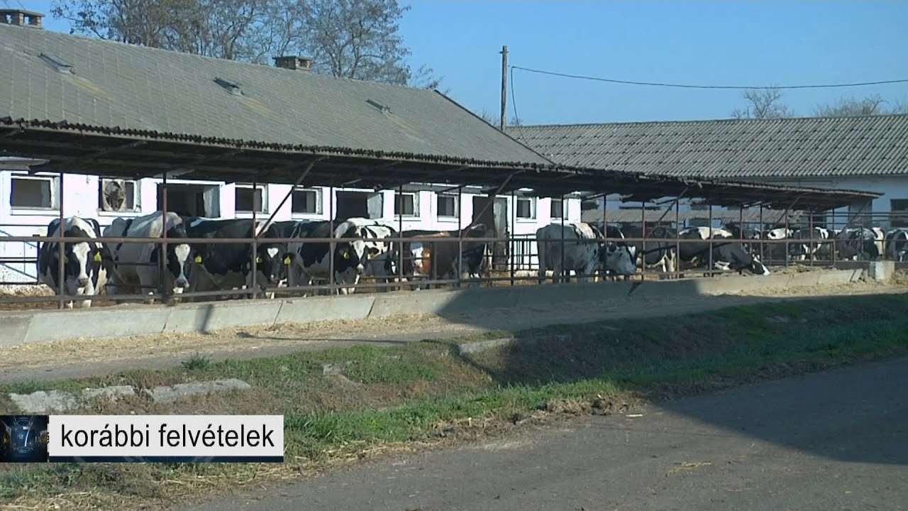 A több mint 2000 szarvasmarhából álló állatállományát védi teljes zárlattal a sárospataki cég