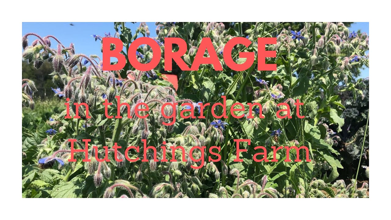 Borage plant in the garden for salves, food and honey bees
