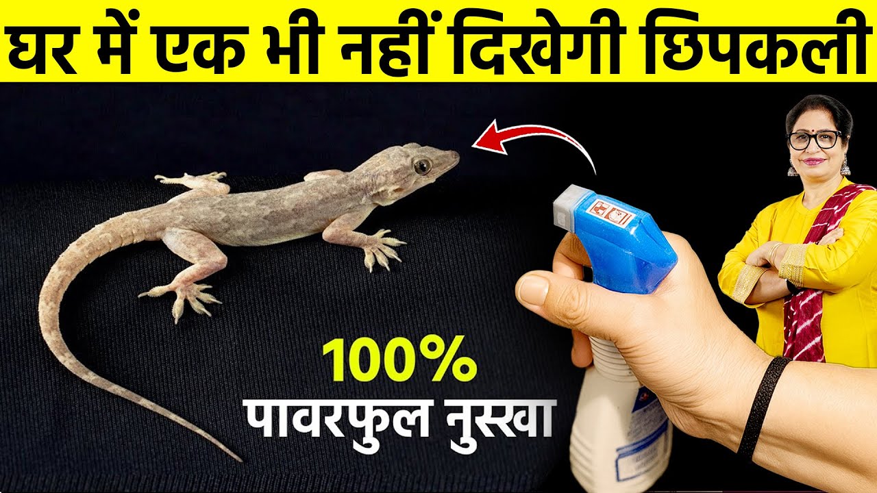 सिर्फ 5 मिनट में मच्छर-मक्खी-छिपकली से 100% छुटकारा, घर में एक भी नहीं दिखेगा Mosquito/Flies/Lizard