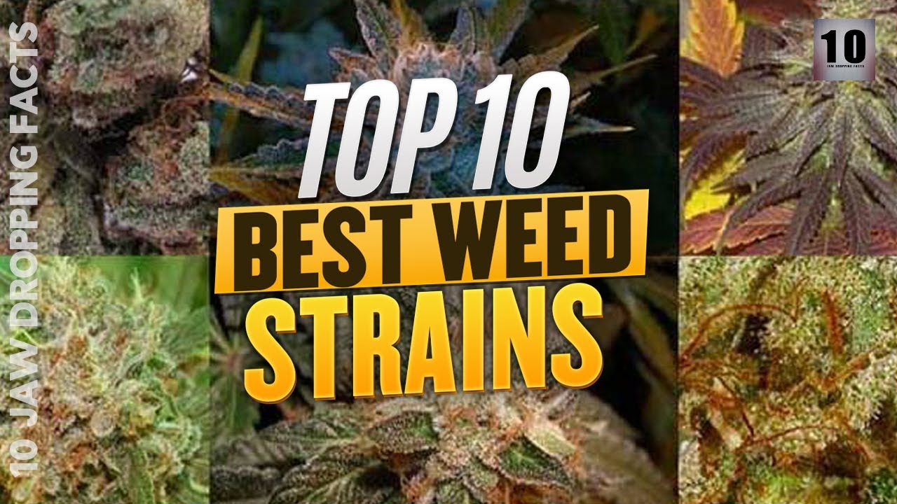 10 Best Weed Strains: Incredible Info About Marijuana!