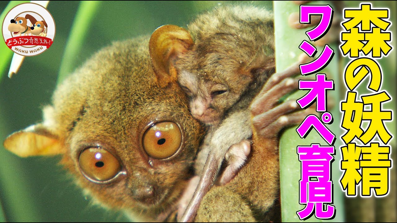 〝森の妖精″フィリピンメガネザルの赤ちゃん誕生！樹上でワンオぺ育児の過酷生活が始まる…！【どうぶつ奇想天外／WAKUWAKU】