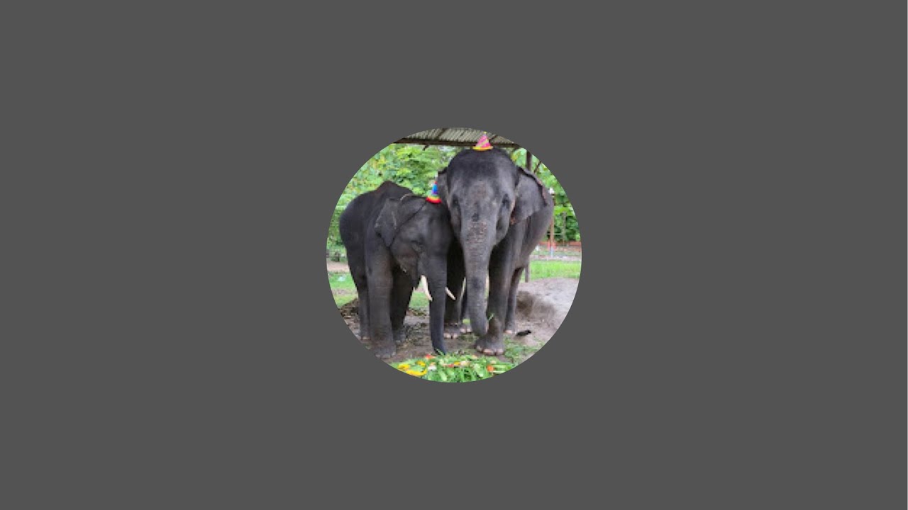 จู๊ดมอนิ่งค่ะ🫣😴 #พังปิ่นทอง  #elephant  #ช้าง  #พลายบัวขาว  #cute  #พังพิณทอง  #animals #zoo