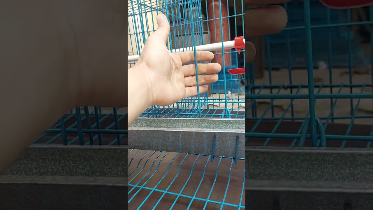 قفص لتربيه الفراخ البياض