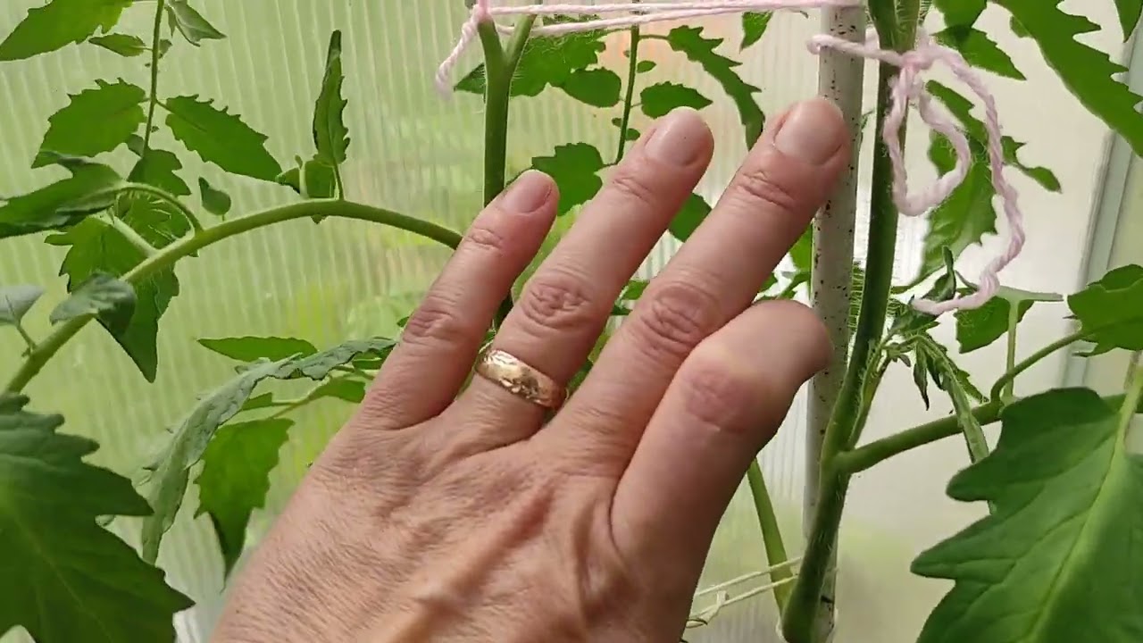 Tomaten/ 1 oder 2 Stämme/Mehr Ernte durch mehr Stämme?/Große Tomaten trotz Seiten Triebe