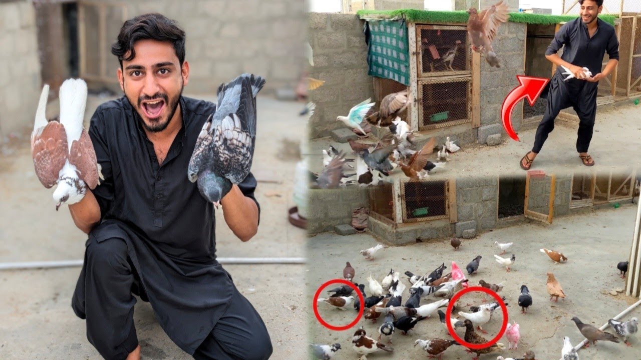 Aaj to Vip 2 kabootar pakda Liya 😍 #farming #bache #chicken
