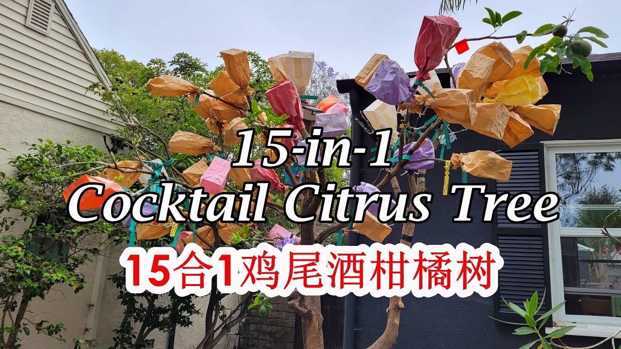 How to Create a 15-in-1 Cocktail Citrus Tree | Multi-Grafted Salad Citrus Tree (15合1鸡尾酒柑橘树)