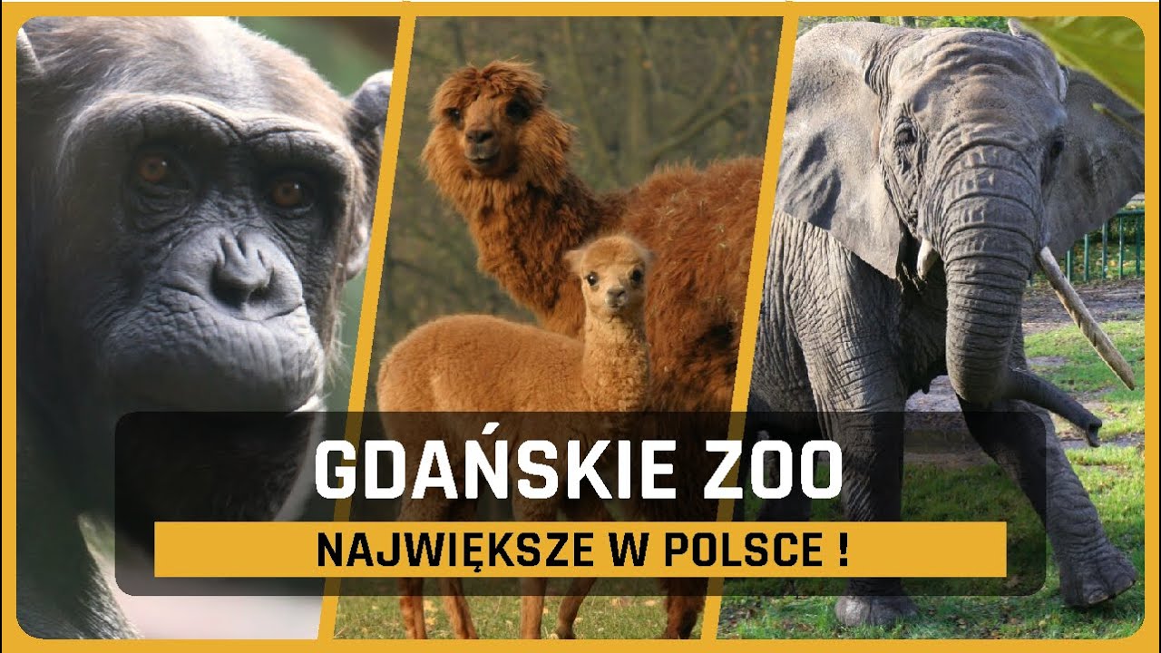 ZOO Gdańsk - Największy Ogród Zoologiczny w Polsce !