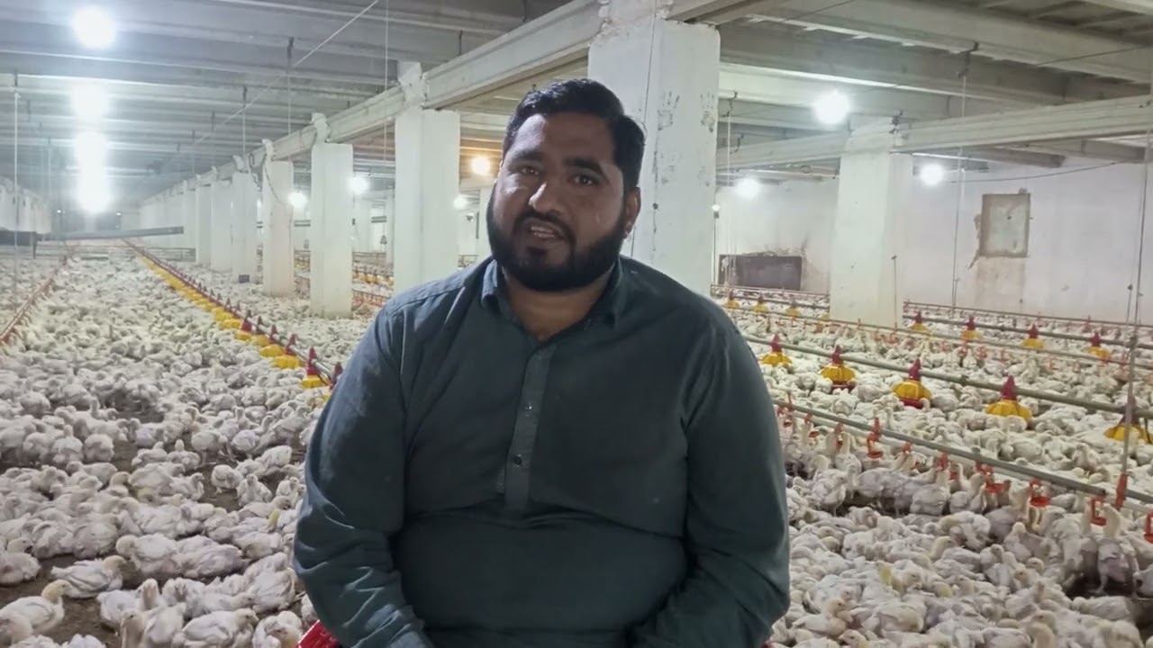 کنٹرول فارم نومبر دسمبر فلاک 20 دن کا چوزہ اور اسکی دیکھ بھال سینر سوپرواہزر ناصر کے ساتھ