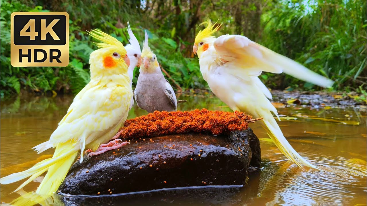 Cute Cockatiel Flock Chirping in Nature • Soothing Water Sounds for Sleep & Study