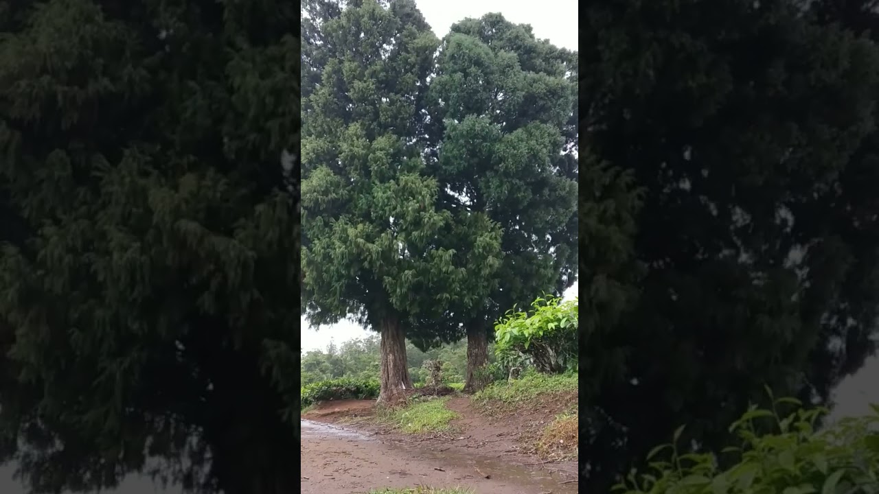 THEPPAKKULAM ESTATE- KODUVA PEERMADE. LADRUM GOVT L.P SCHOOL PEERMADE