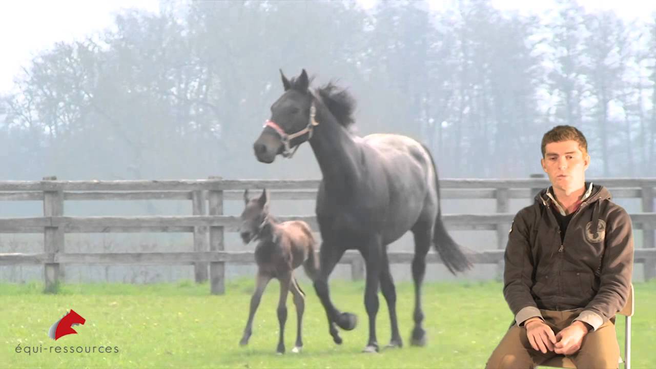 Métier - Cavalier sport