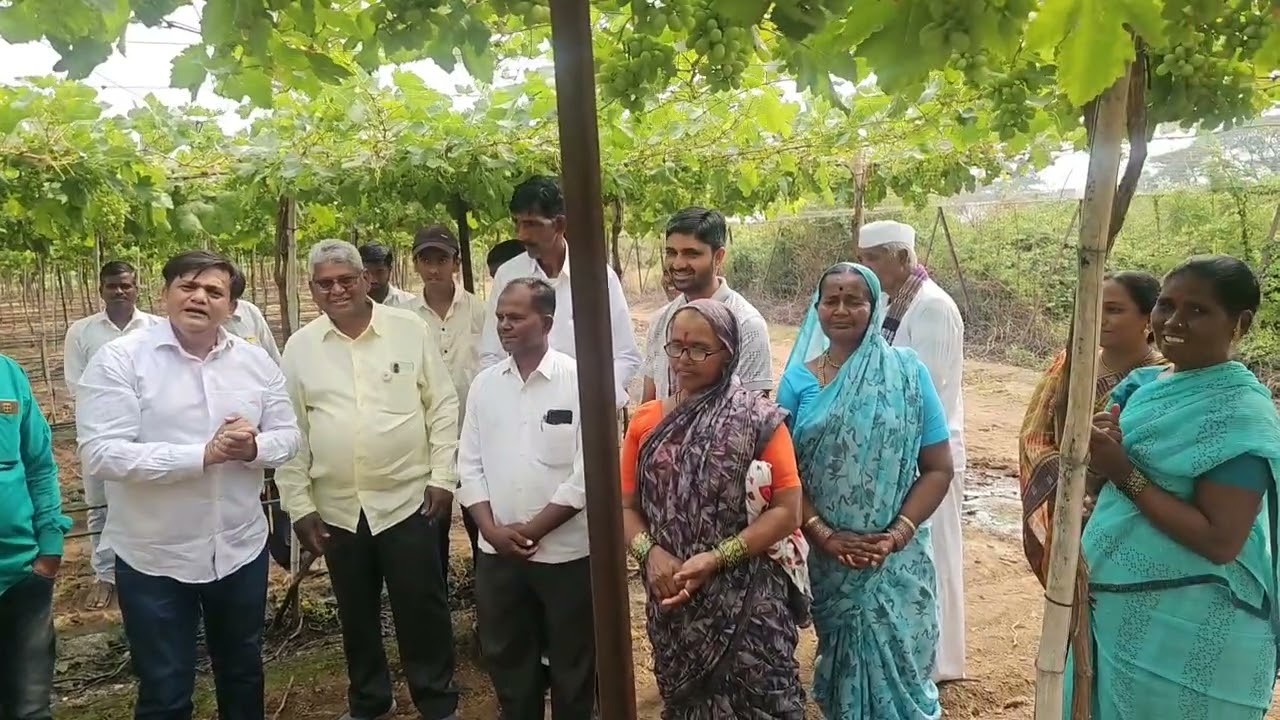 कॅलिफोर्नियाची द्राक्षे नाशिकमध्ये फुलली,पण आता शेतकऱ्याच्या नशिबावर सरकार च बुलडोझर फिरणार