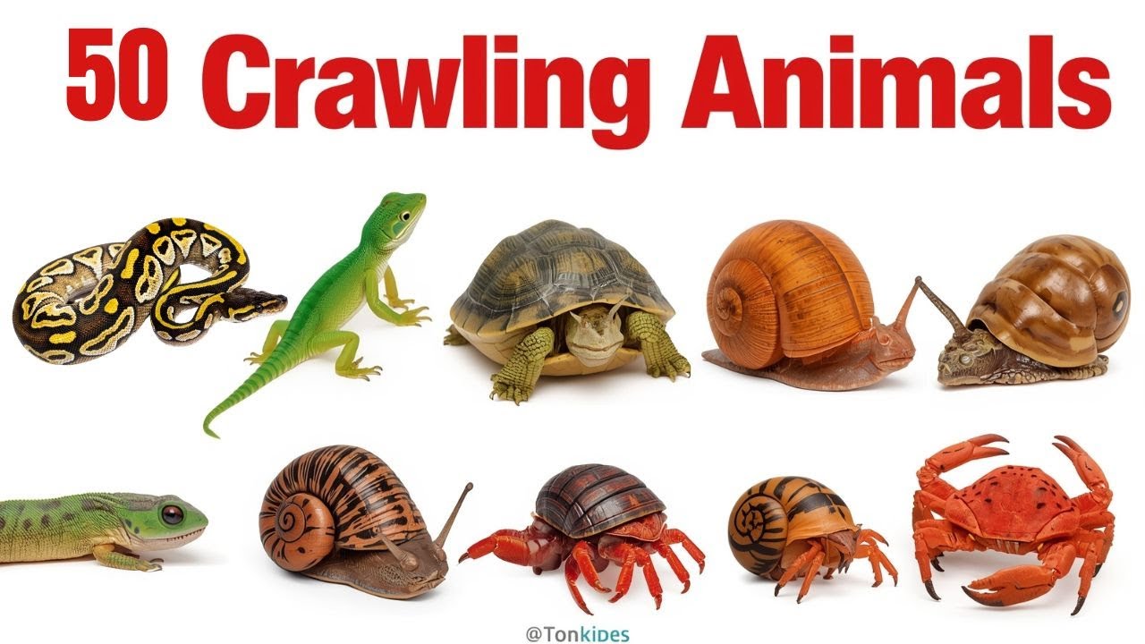 Reptile and Crawling Animals for Kids | Learn 50 Reptiles & Crawling Animals in English | Animals