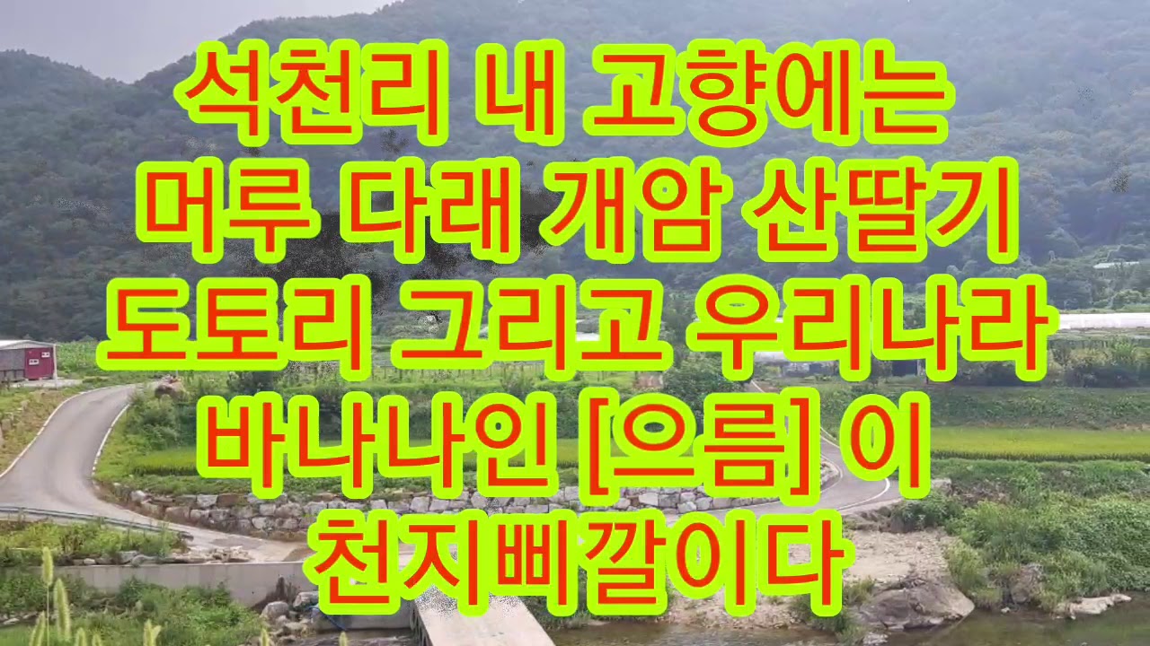 석천리 내 고향에는 자연산 산딸기 머루 다래 개암 도토리,  그리고 우리나라 바나나 [으름] 천지삐갈이다. 석천리 잠금터에 재배되는 으름