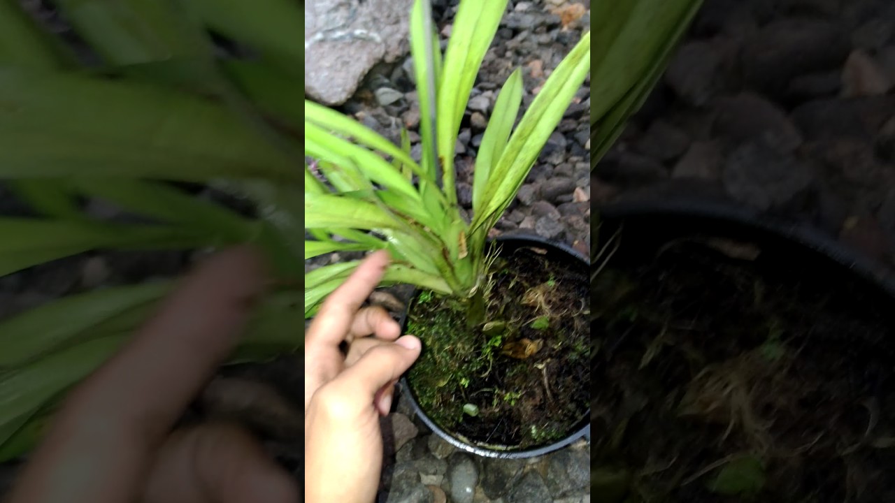 Oncidium sotoanum