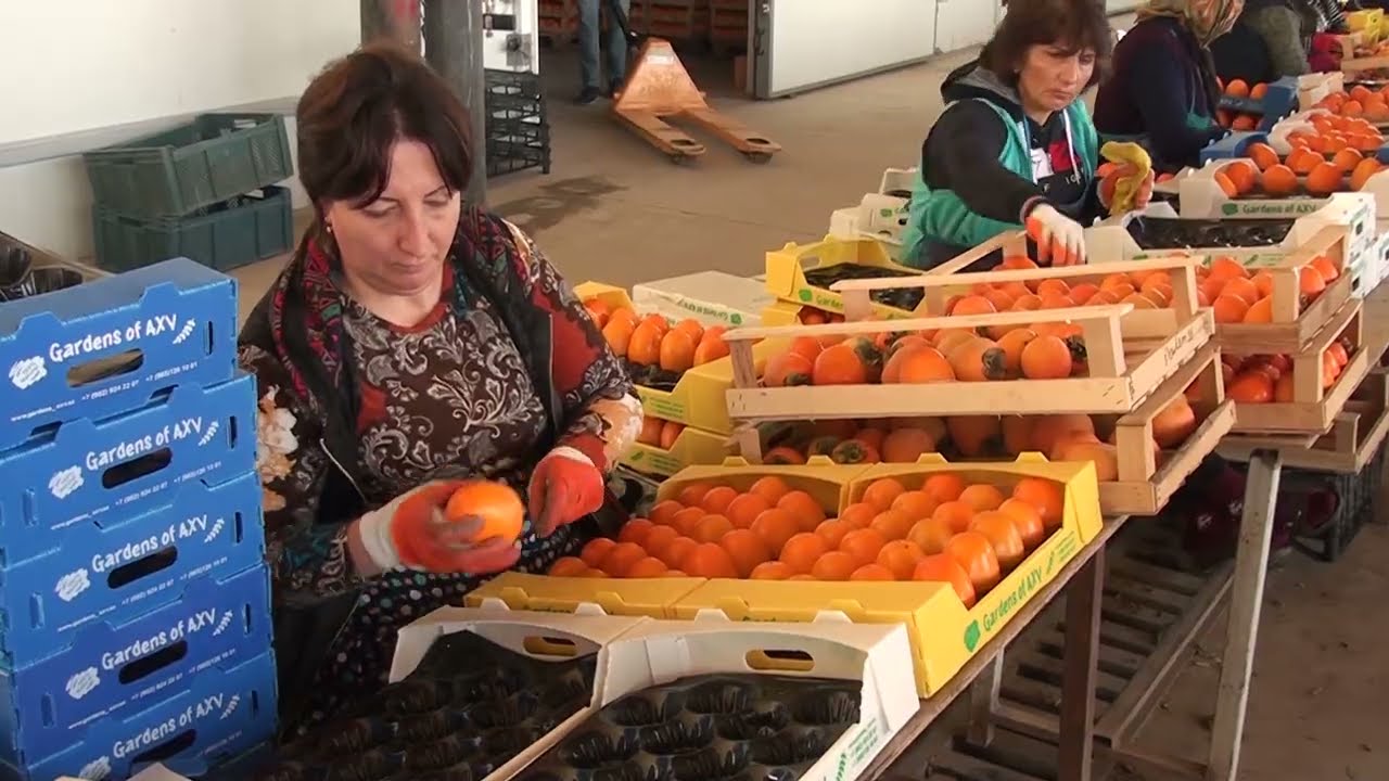 Şəmkir xurmaları Rusiya yolunda - fermer nəyə ümid edir?